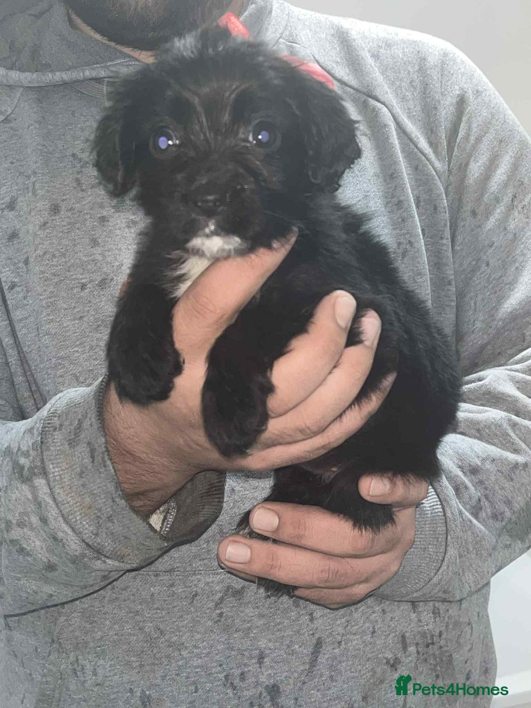 Cocker Spaniel dogs for sale: Cocker Spaniel girl puppies - Advert 4