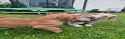Cockerdor dogs for sale: F1b cockerdors - Advert 5