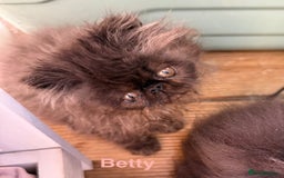 Persian cats for sale: Gorgeous Persians gccf registered pkd neg   - Image 19
