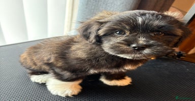 Lhasapoo dogs - Advert 3