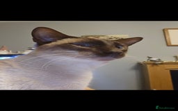 Siamese cats for sale: Beautiful Siamese Kittens - Image 6