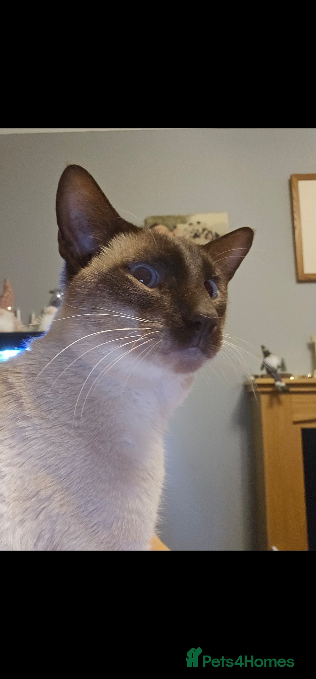Siamese cats for sale: Beautiful Siamese Kittens - Image 6
