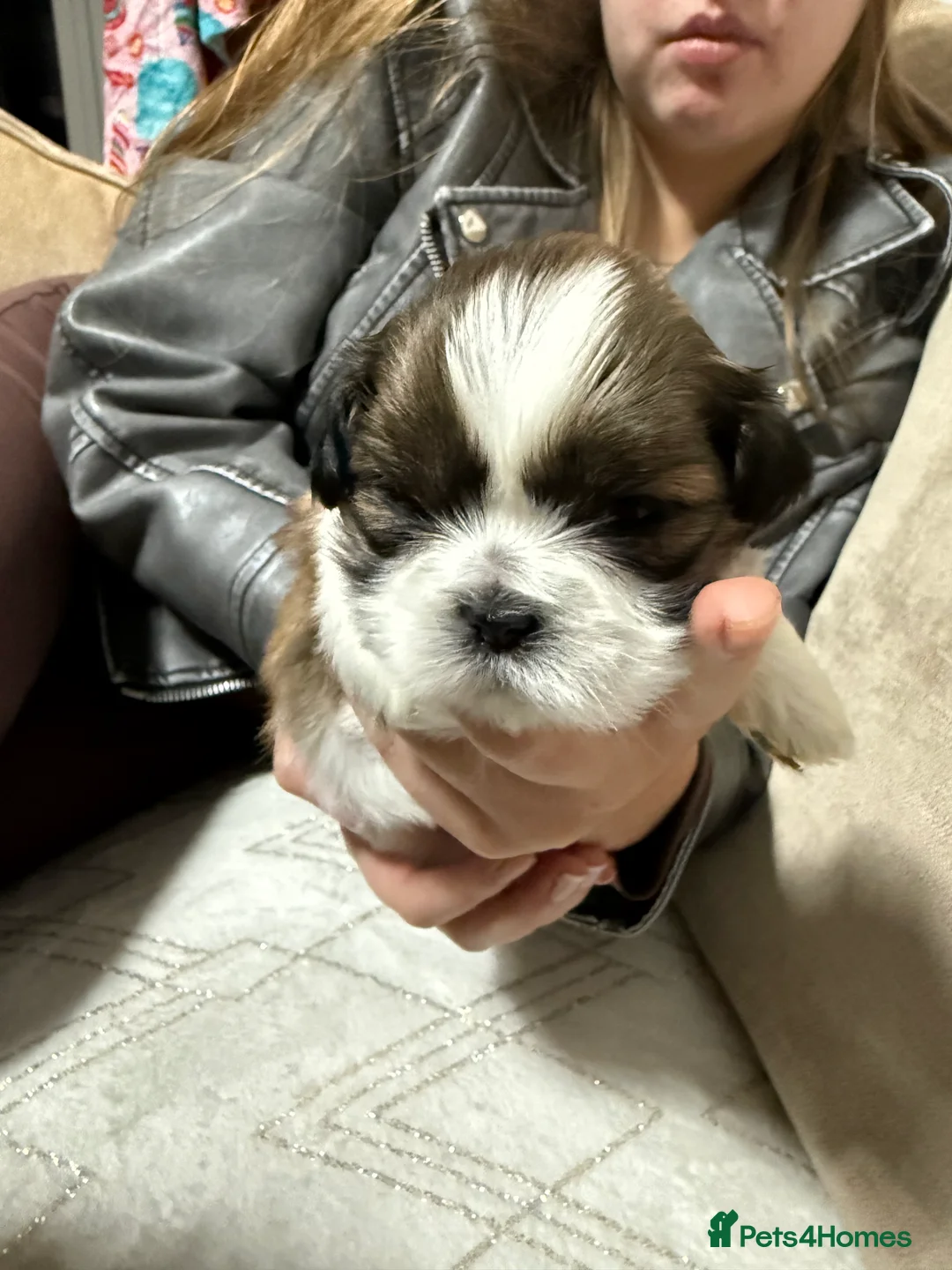 Shih Tzu dogs for sale: Shih Tzu puppies - Advert 30
