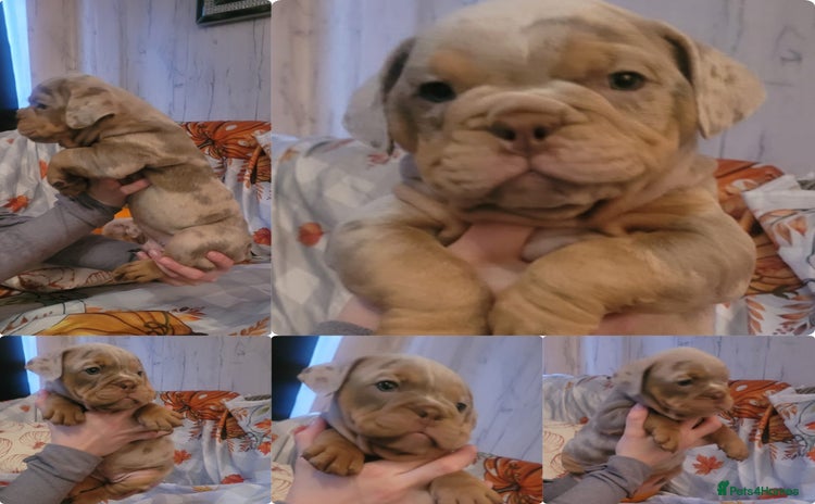 English Bulldog dogs - Advert 2