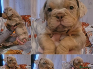 English Bulldog dogs - Advert 5