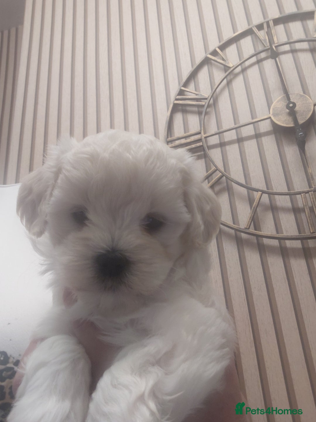 Maltipoo dogs for sale: F1 tiny adorable maltipoo  - Advert 9