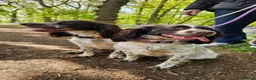 English Springer Spaniel dogs for sale: Sisters 2 years old  - Advert 1