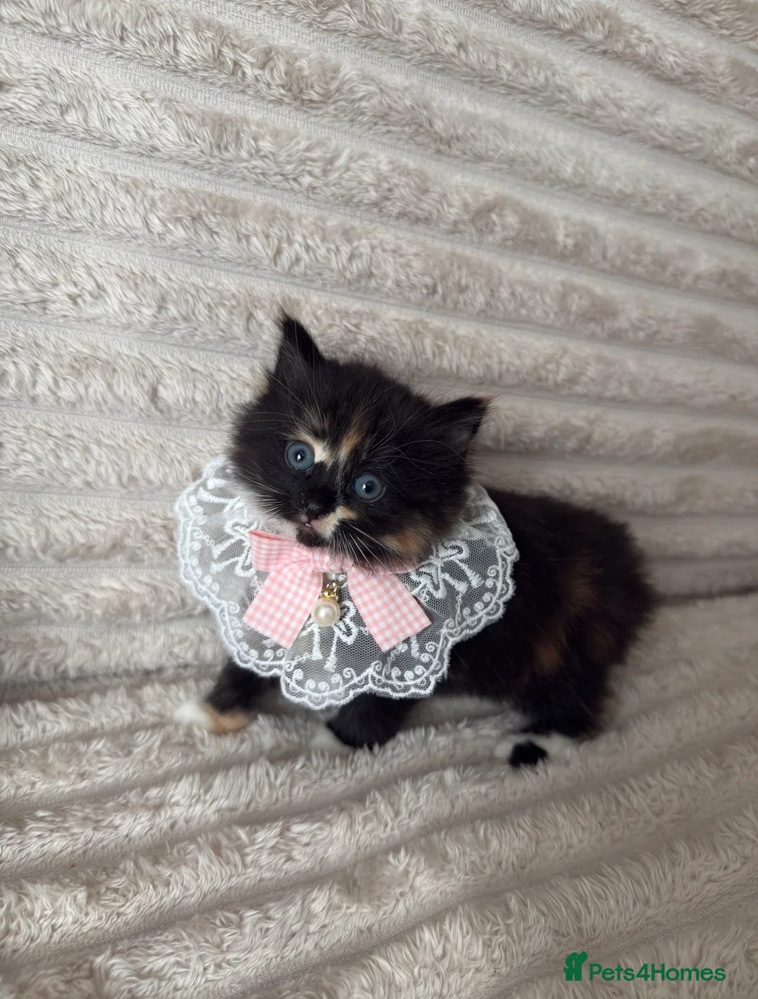 Mixed Breed cats for sale: Sweet kittens are looking for a new home. - Advert 20