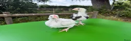 Chickens poultry for sale: Unsexed favorolle and leghorn x chicks. - Advert 1