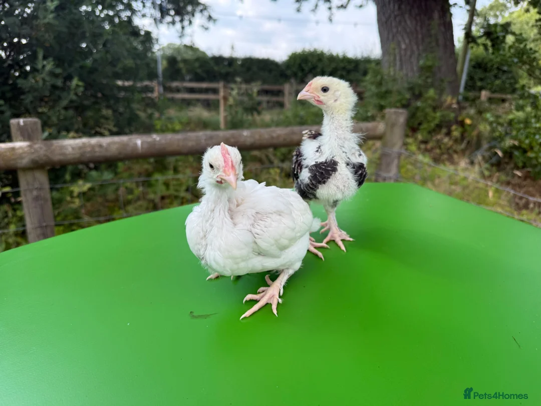 Chickens poultry for sale: Unsexed favorolle and leghorn x chicks. - Advert 1