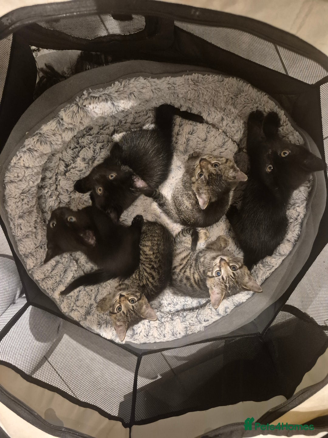 British Shorthair cats for sale: Kittens british shorthair bombay mix - Image 1