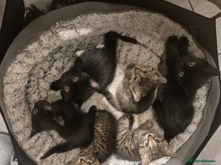 British Shorthair cats for sale - Advert 1