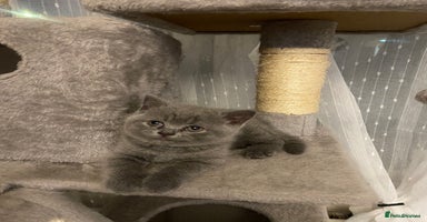 British Shorthair cats - Advert 9