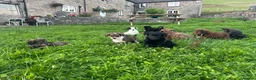 Bordoodle dogs for sale: Bordoodle 2 is the only remaining pup - Advert 16