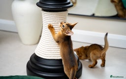 Abyssinian cats for sale: Elegant Abyssinian Kittens Champion Lines 🏆 🥇  - Image 25