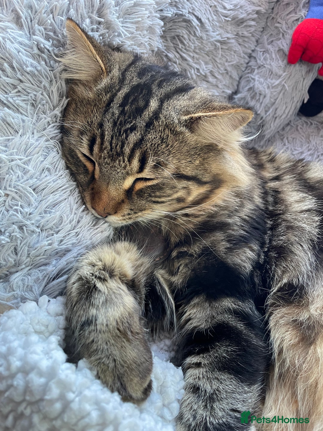 Mixed Breed cats for sale: Loki Looking for a Forever Home - Advert 6
