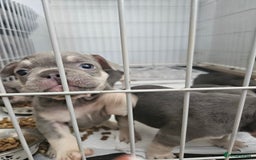 French Bulldog dogs for sale: Gorgeous frenchie pups  - Image 5