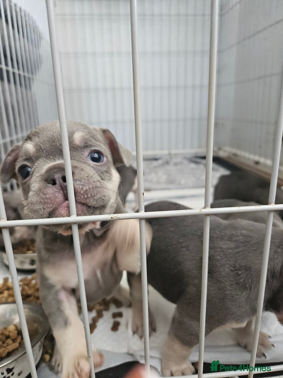 French Bulldog dogs for sale: Gorgeous frenchie pups  - Image 5