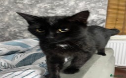Domestic Shorthair cats for sale: Sweet black kitten Looking for her Forever Home - Image 8