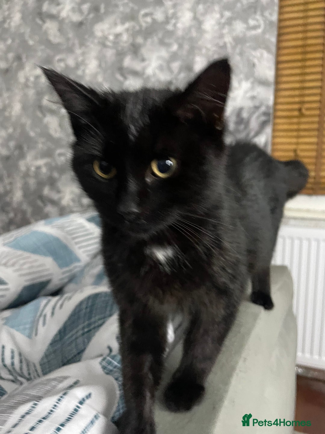 Domestic Shorthair cats for sale: Sweet black kitten Looking for her Forever Home - Image 8