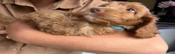 Cockapoo dogs for sale: F1 Cute Fluffy Pups ready to Go Home  - Advert 14