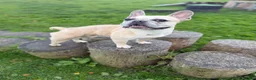 French Bulldog dogs for sale: KC REG FRENCHIE NEUTERED MALE  - Advert 8