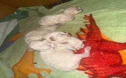 Ragdoll cats for sale: Ragdoll kittens🐈 - Image 1