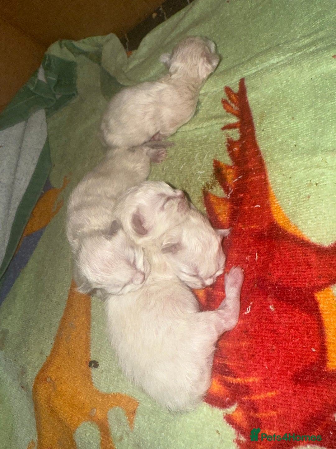 Ragdoll cats for sale: Ragdoll kittens🐈 - Image 1