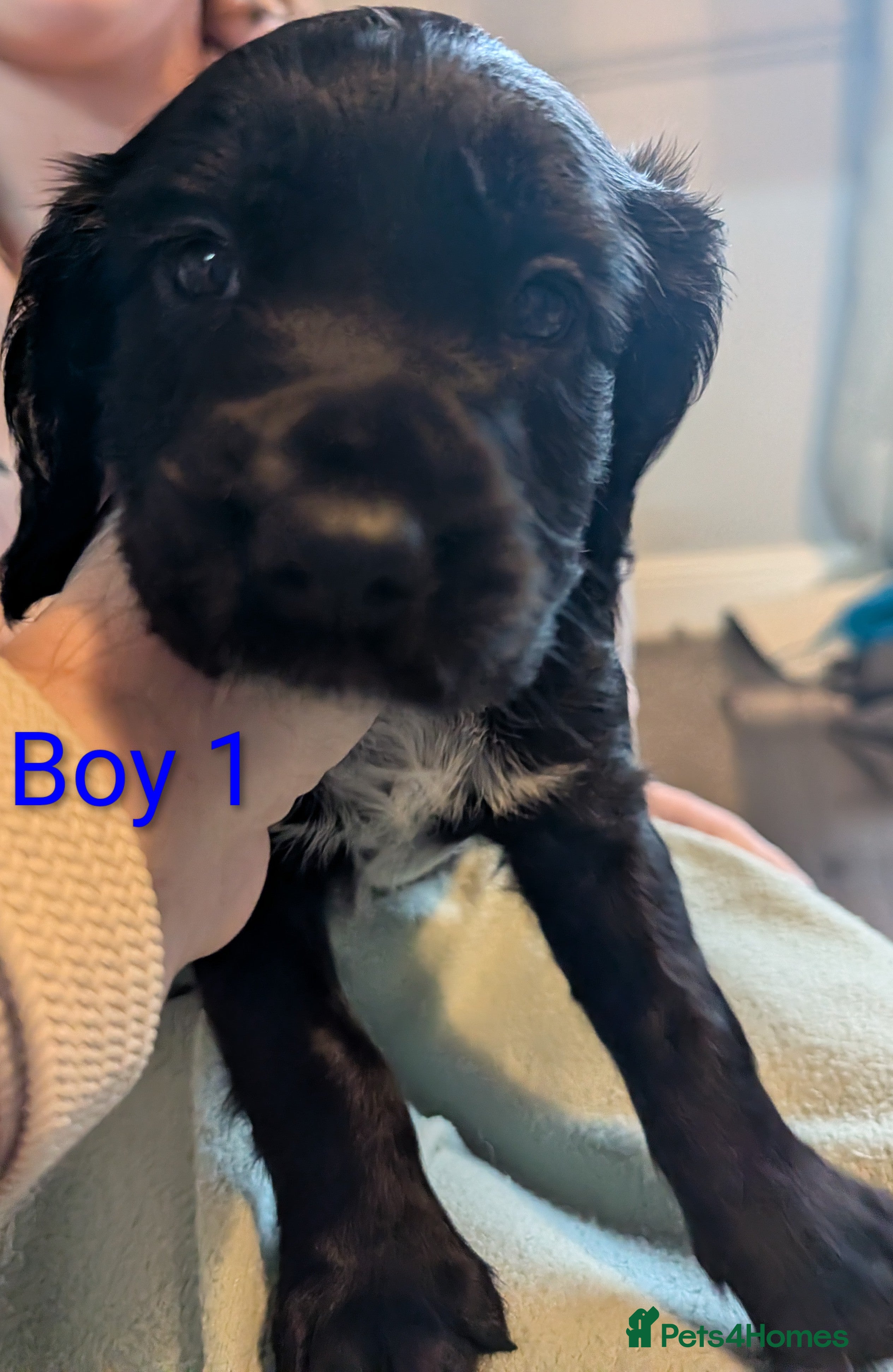 Sprocker dogs Chunky Sprocker Spaniel puppies - Advert 1