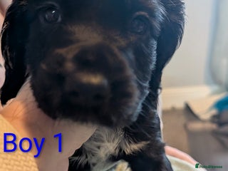 Sprocker dogs Chunky Sprocker Spaniel puppies - Advert 1