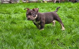 American Bully dogs for sale: 3 Stunning Correct Female Pocket Bullies  - Image 2