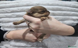 Chihuahua dogs for sale: Long hair tri chocolate apple head chihuahuas  - Advert 10