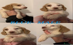 Sprocker dogs for sale: Sprocker puppies ready next week !  - Image 3