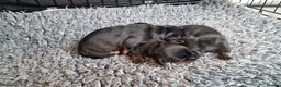 Miniature Dachshund dogs for sale: Beautiful Pedigree Minature Dachshunds Black & Tan - Advert 7