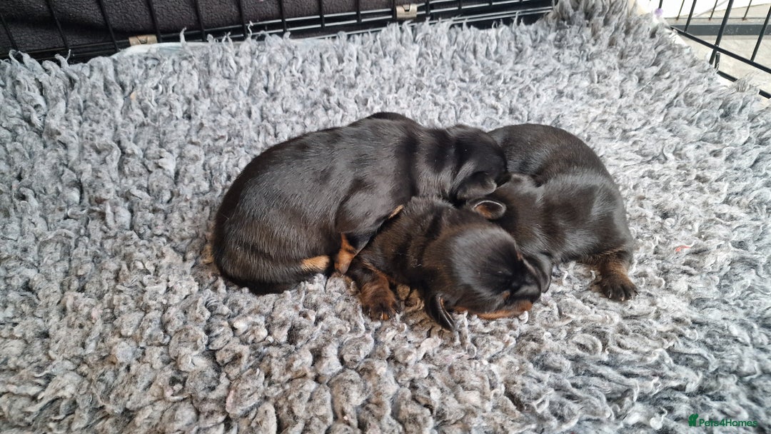 Miniature Dachshund dogs for sale: Beautiful Pedigree Minature Dachshunds Black & Tan - Advert 7
