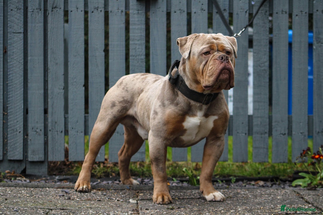 Olde English Bulldogge dogs for stud: ❄️ICEMAN❄️ in Nottingham - Image 2