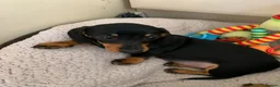 Miniature Dachshund dogs for sale: KC registered quality true miniature dachshunds  - Advert 9