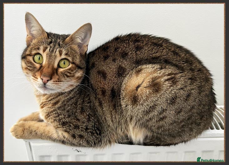 Savannah cats Beautiful F6 SBT Brown spotted Savannah Betty - Advert 3