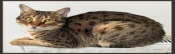 Savannah cats for sale: Beautiful F6 SBT Brown spotted Savannah Betty - Advert 1
