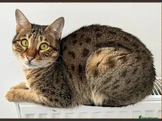 Savannah cats Beautiful F6 SBT Brown spotted Savannah Betty - Advert 6