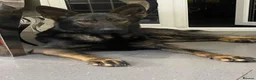 German Shepherd dogs for sale: ALFIE – THE ULTIMATE FAMILY PROTECTOR - Advert 5