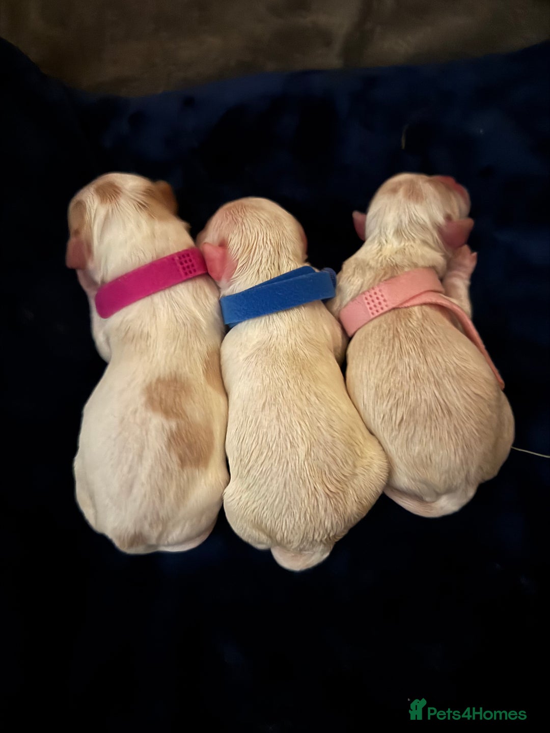 Mixed Breed dogs for sale: Malton Puppies - Image 1