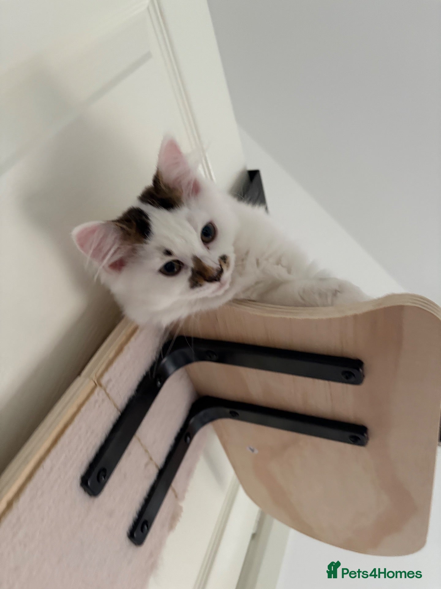 Mixed Breed cats 16 week old female kitten - Advert 9
