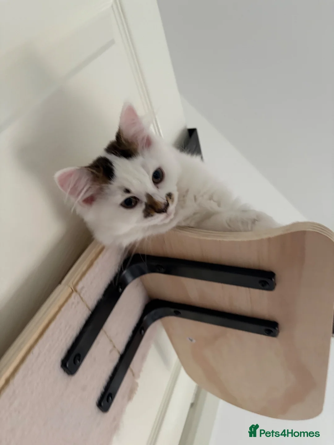Mixed Breed cats for sale: 16 week old female kitten - Advert 1