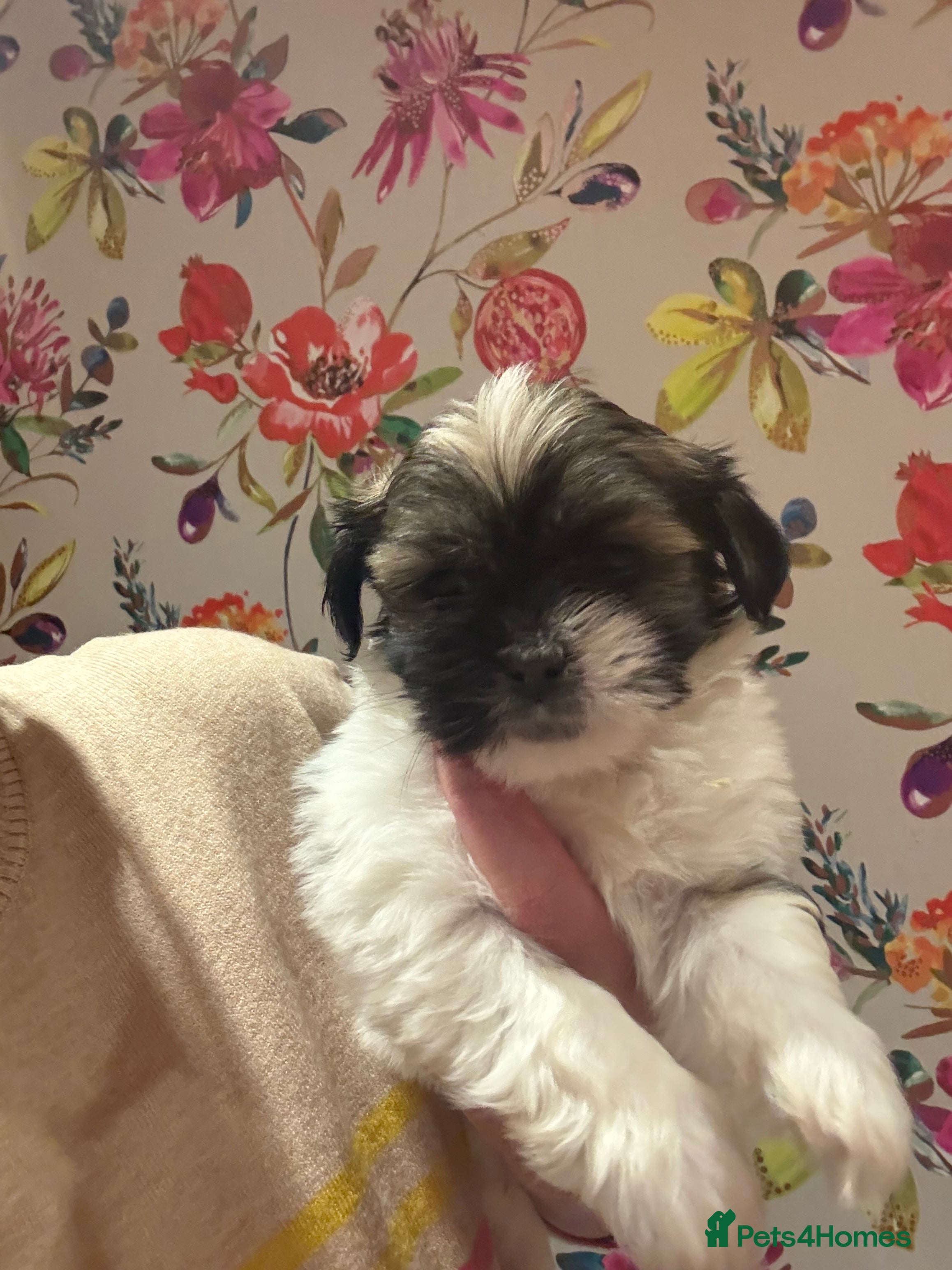 Mixed Breed dogs 1st litter of Lhasa babies  - Advert 6
