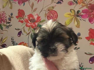 Mixed Breed dogs 1st litter of Lhasa babies - Advert 18