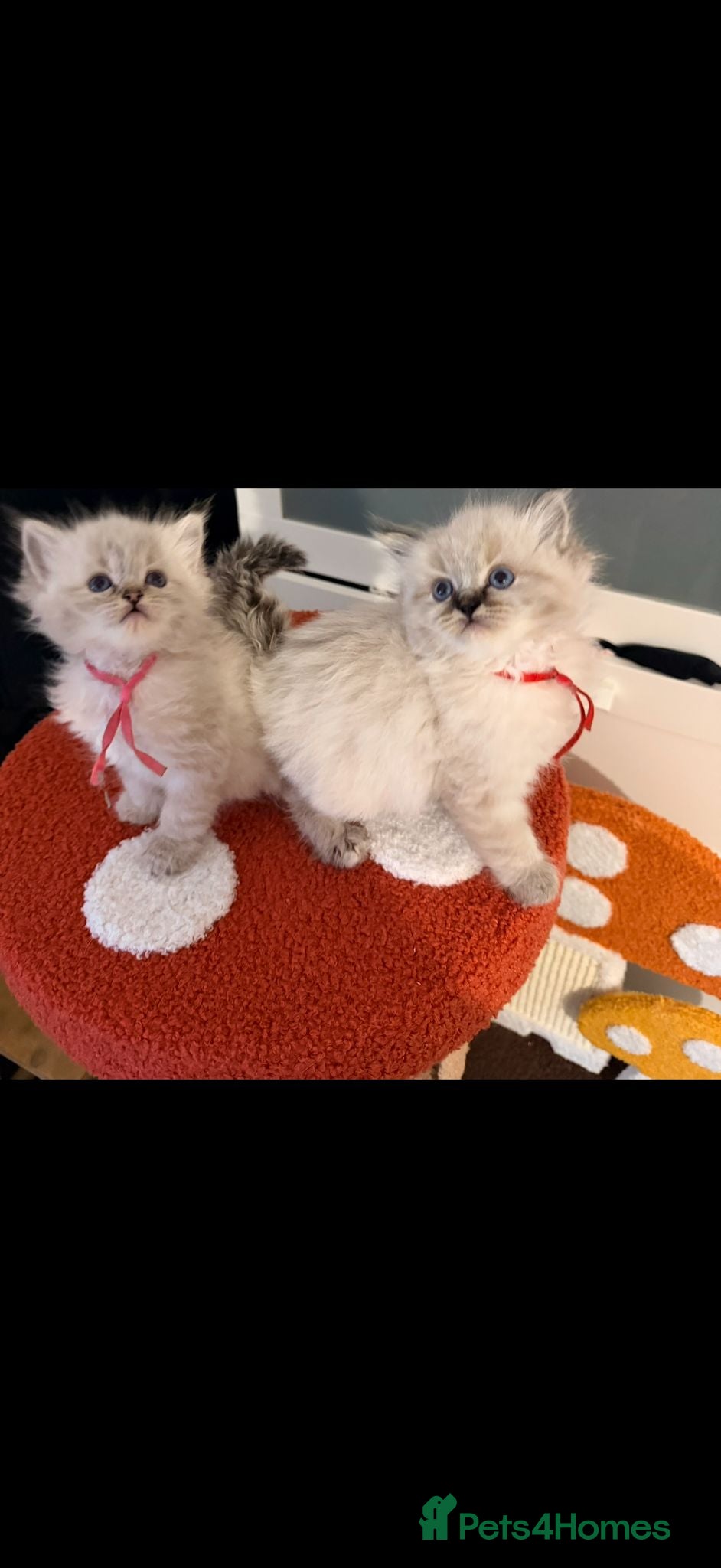 Ragdoll cats  Tica reg ragdoll and Cherubim ragdoll kittens  - Advert 16