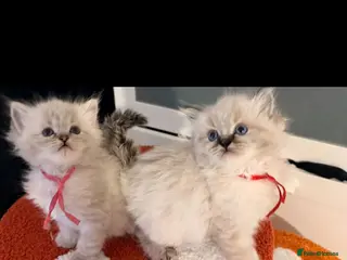 Ragdoll cats Tica reg ragdoll and Cherubim ragdoll kittens - Advert 16