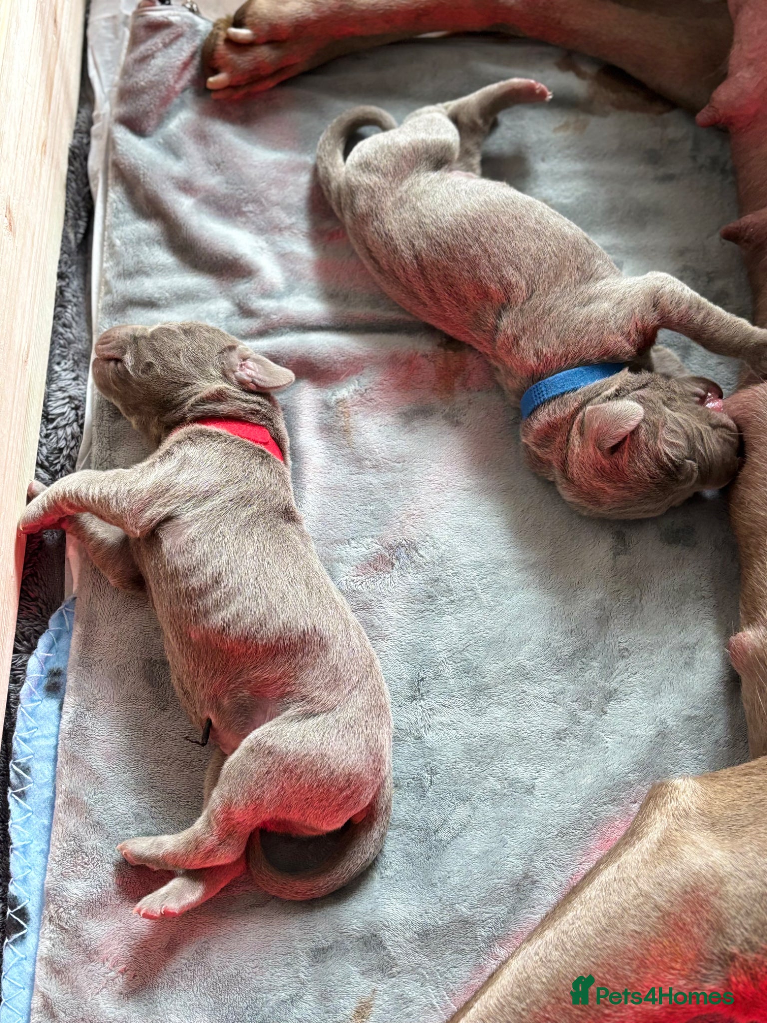 Mixed Breed dogs PUPPIES ARE HERE 🤩🥳 - Advert 8