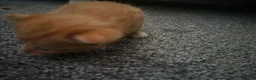 Mixed Breed cats for sale: 3 beautiful kittens for sale in Wrexham - Advert 8